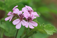 ゼラニウム