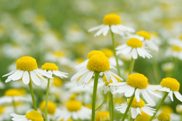 ジャーマンカモミール