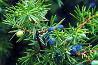 ジュニパーベリー