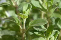 マージョラム・スイート