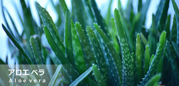 アロエベラ