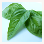 バジル