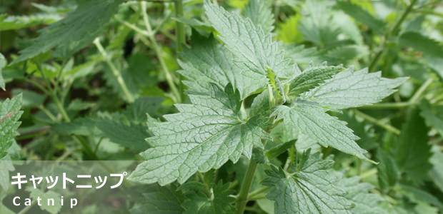 キャットニップ