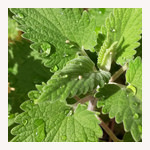 キャットニップの葉