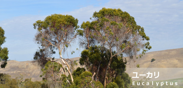 ユーカリ