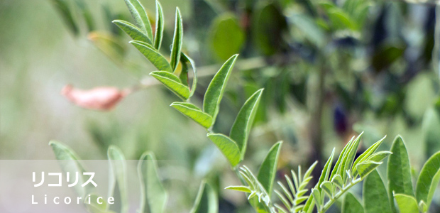 リコリス（甘草）