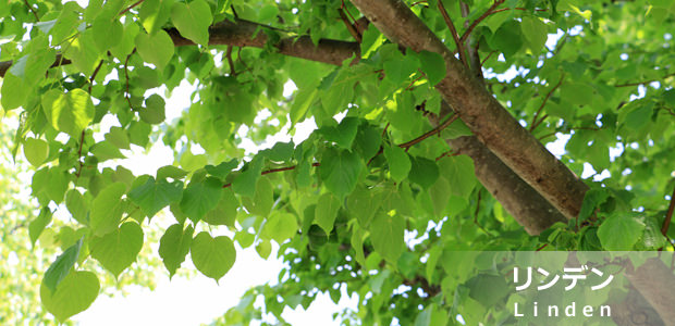 リンデン