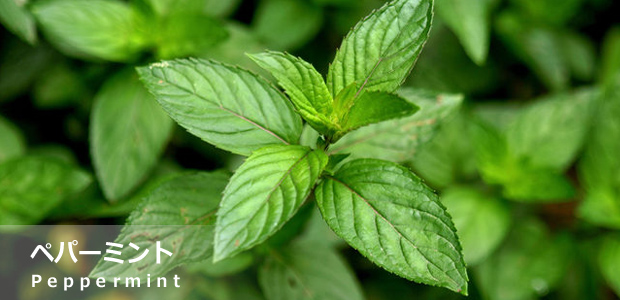 ペパーミント