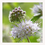 ペパーミントの花