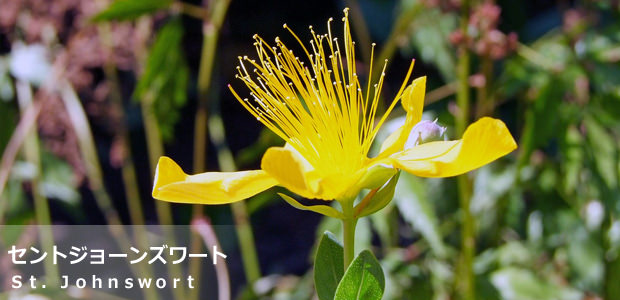 セントジョーンズワート