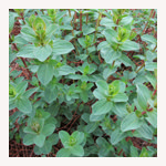 セントジョーンズワート