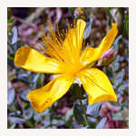セントジョーンズワートの花