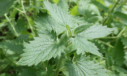 キャットニップ