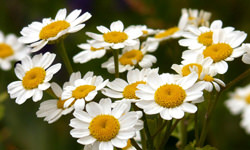 フィーバーフュー