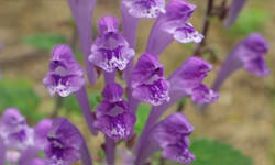 スカルキャップ