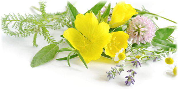 メディカルハーブ